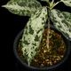 Aglaonema pictum " Black Crocodile / Lubuklinggau202309 " [ 饪ͥޡԥ " ֥å "  ] PN251030-01 