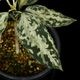 Aglaonema pictum " Black Crocodile / Lubuklinggau202309 " [ 饪ͥޡԥ " ֥å "  ] PN251030-01 