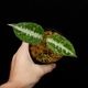 Aglaonema pictum " Black Crocodile / Lubuklinggau202309 " [ 饪ͥޡԥ " ֥å "  ] PN251030-01 