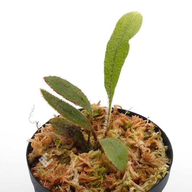 Elaphoglossum apodum aff.��[ ����ե������å��ࡦ���ݥ��� aff. ]���� PN190411-14 ��