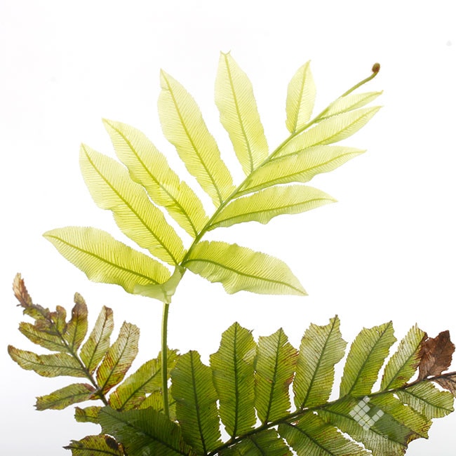 その他観葉植物 Trichomanes hostmannianum Iquitos, peru Trichomanes hostmannianum Iquitos, peru