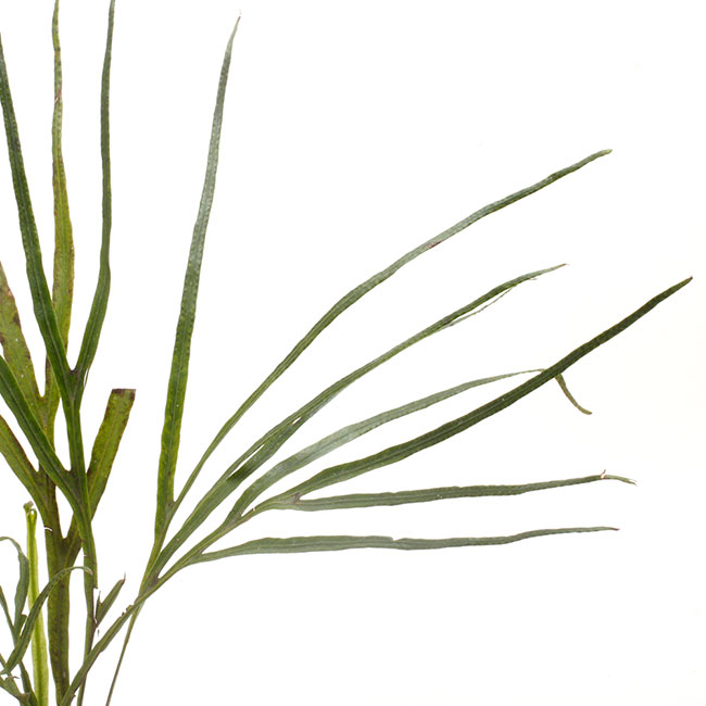 Dicranoglossum panamense ��[ �ǥ�����Υ����å��ࡦ�ѥʥޥ��󥷥� ]���� PN200218-05 ��