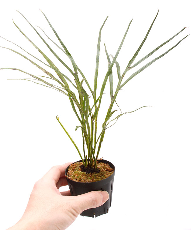 Dicranoglossum panamense ��[ �ǥ�����Υ����å��ࡦ�ѥʥޥ��󥷥� ]���� PN200218-05 ��