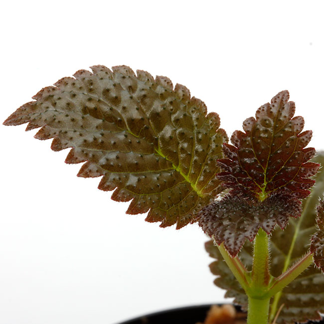 Diastema sp. " Ecuador " ��[ �ǥ������ƥ� sp. ]���� PN200830-04 ��