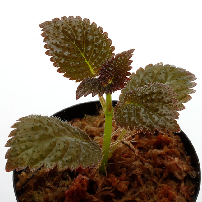 Diastema sp. " Ecuador " ��[ �ǥ������ƥ� sp. ]���� PN200830-04 ��