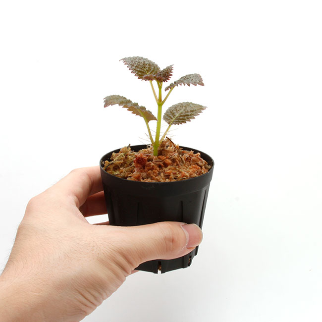 Diastema sp. " Ecuador " ��[ �ǥ������ƥ� sp. ]���� PN200830-04 ��