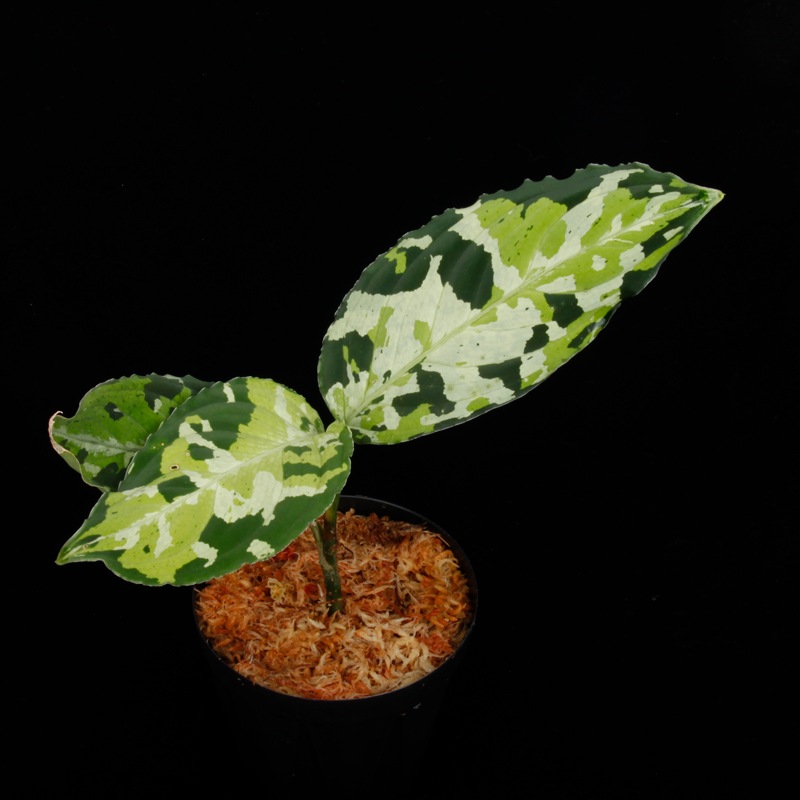 Aglaonema pictum " Lubuklinggau202309/05 " [ 饪ͥޡԥ " Lubuklinggau202309/05 "  ] PN251104-01 