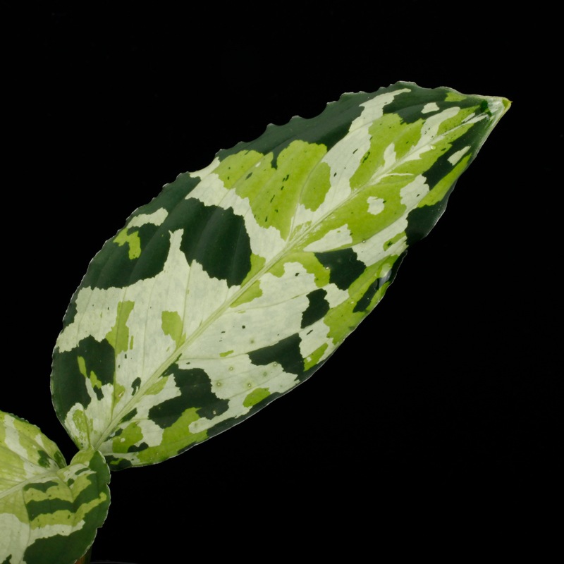 Aglaonema pictum " Lubuklinggau202309/05 " [ 饪ͥޡԥ " Lubuklinggau202309/05 "  ] PN251104-01 