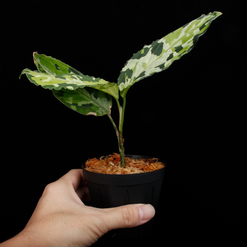 Aglaonema pictum " Lubuklinggau202309/05 " [ 饪ͥޡԥ " Lubuklinggau202309/05 "  ] PN251104-01 