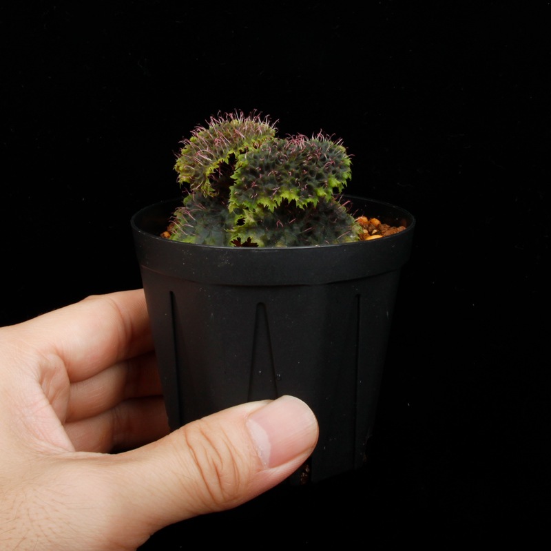 Begonia sp. " Timika, Papua "��[ �٥��˥� sp. " �ƥ��ߥ����ѥץ� " ]���� PN260720-06 ��