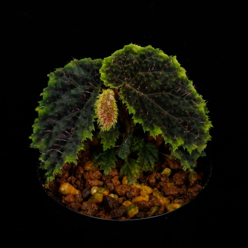 Begonia sp. " Timika, Papua "��[ �٥��˥� sp. " �ƥ��ߥ����ѥץ� " ]���� PN260720-06 ��