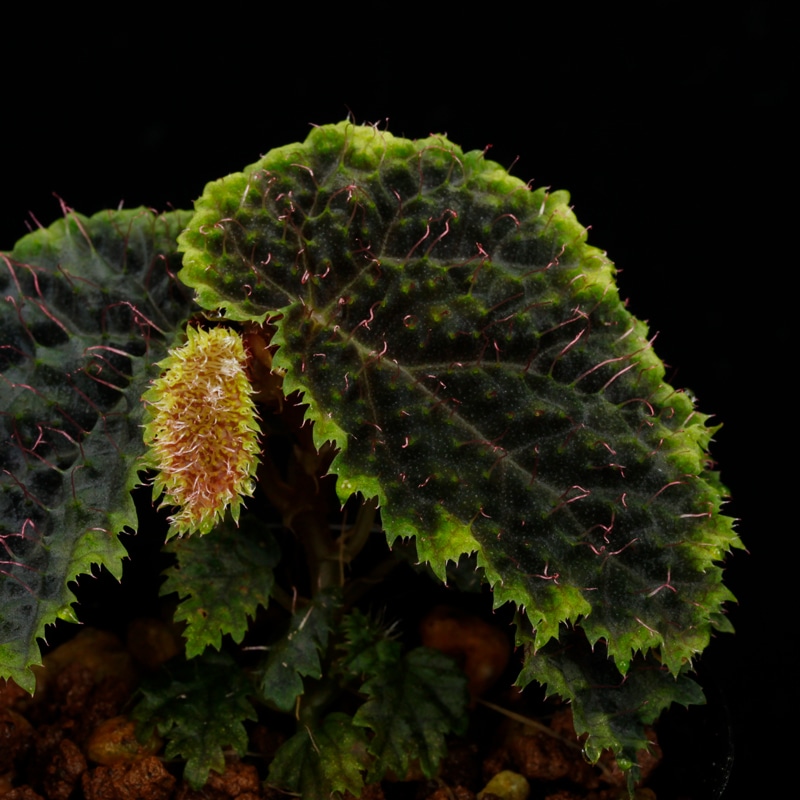 Begonia sp. " Timika, Papua "��[ �٥��˥� sp. " �ƥ��ߥ����ѥץ� " ]���� PN260720-06 ��