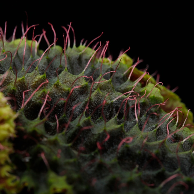Begonia sp. " Timika, Papua "��[ �٥��˥� sp. " �ƥ��ߥ����ѥץ� " ]���� PN260720-06 ��