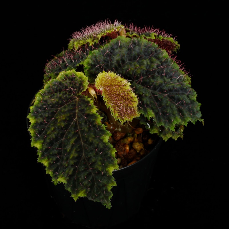 Begonia sp. " Timika, Papua "��[ �٥��˥� sp. " �ƥ��ߥ����ѥץ� " ]���� PN260720-06 ��