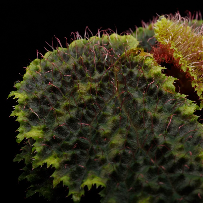Begonia sp. " Timika, Papua "��[ �٥��˥� sp. " �ƥ��ߥ����ѥץ� " ]���� PN260720-06 ��