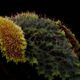 Begonia sp. " Timika, Papua "��[ �٥��˥� sp. " �ƥ��ߥ����ѥץ� " ]���� PN260720-06 ��