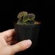 Begonia sp. " Timika, Papua "��[ �٥��˥� sp. " �ƥ��ߥ����ѥץ� " ]���� PN260720-06 ��