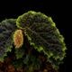 Begonia sp. " Timika, Papua "��[ �٥��˥� sp. " �ƥ��ߥ����ѥץ� " ]���� PN260720-06 ��