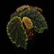 Begonia sp. " Timika, Papua "��[ �٥��˥� sp. " �ƥ��ߥ����ѥץ� " ]���� PN260720-06 ��
