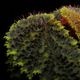 Begonia sp. " Timika, Papua "��[ �٥��˥� sp. " �ƥ��ߥ����ѥץ� " ]���� PN260720-06 ��