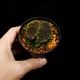 Begonia sp. " Timika, Papua "��[ �٥��˥� sp. " �ƥ��ߥ����ѥץ� " ]���� PN260720-06 ��