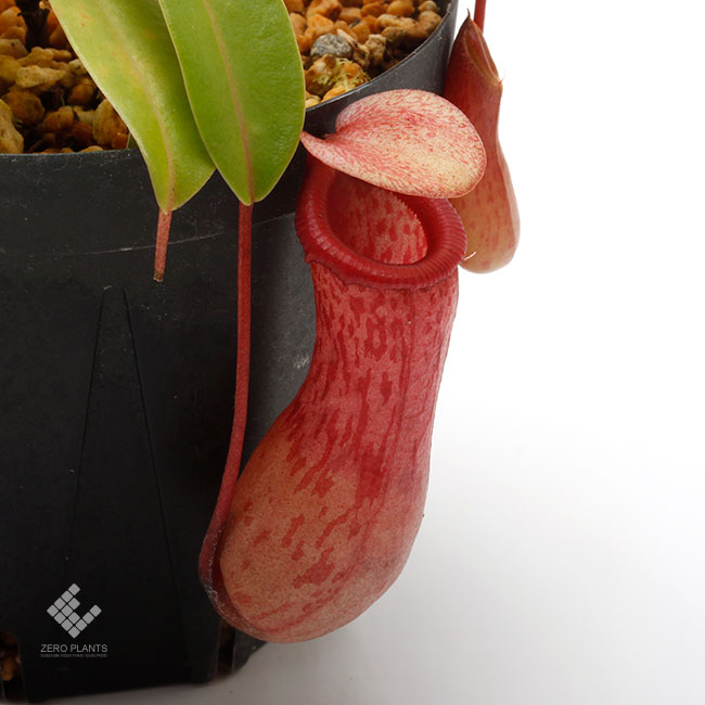 Nepenthes ventricosa [ ネペンテス・ベントリコーサ ] 【 Borneo