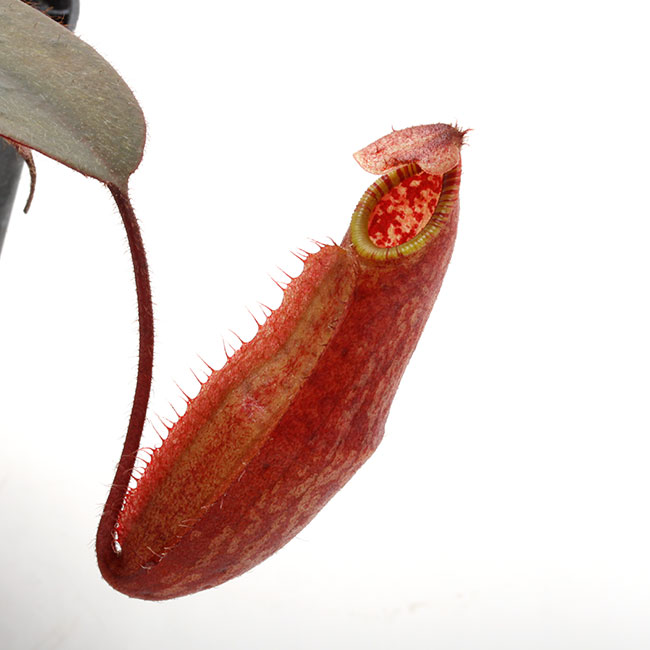 Nepenthes peltata[ ͥڥƥڥ륿 ] Borneo Exotics / BE-3464 ۡ PN200205-68 