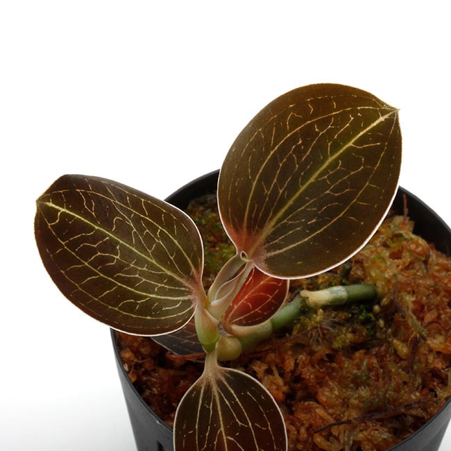 Anoectochilus sp. ( Macodes lowii ) [ アネクトキルス sp