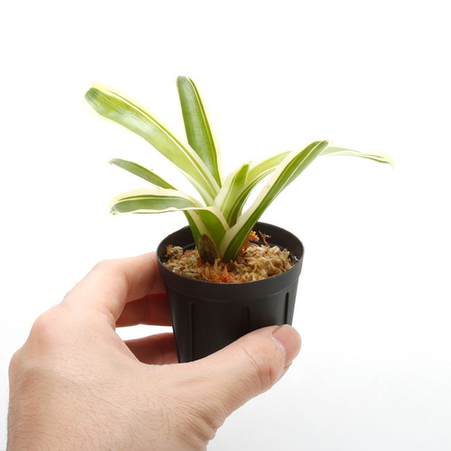 Neoregelia Neoregelia