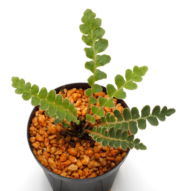 Asplenium ceterach [ アスプレニウム・セテラチ ] 1ポット 【 欧州産