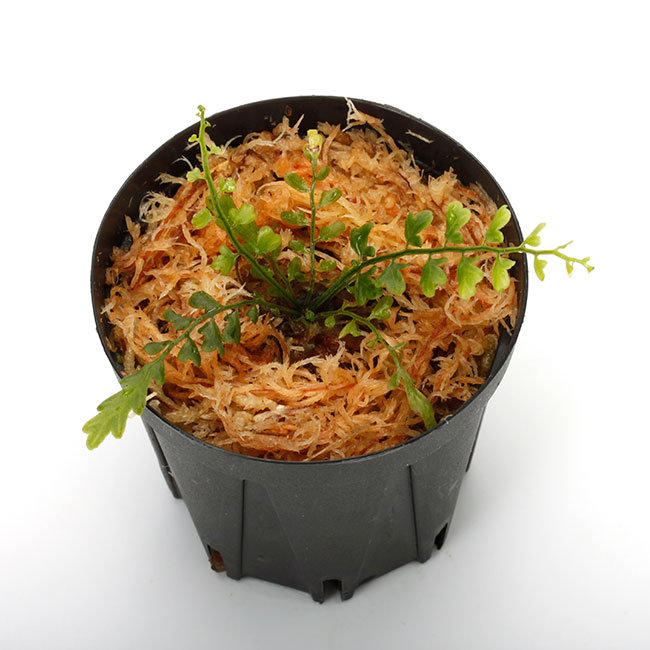 Asplenium quitense [ ץ˥ࡦƥ ] Ƹξ ۡ PN230907-01 