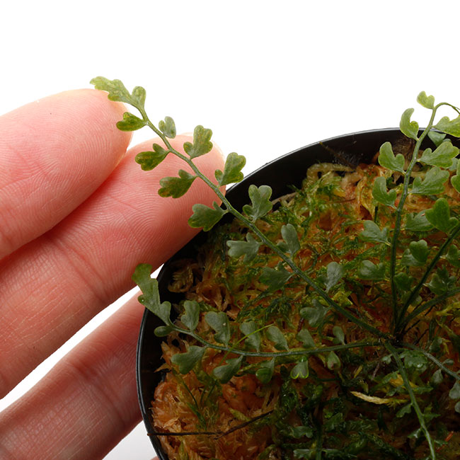 Asplenium quitense [ ץ˥ࡦƥ ] Ƹξ ۡ PN230907-01 