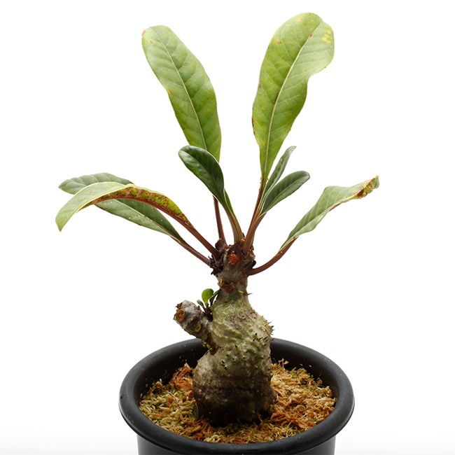 Myrmecodia spec. nov. (Mt. Kaindi, PNG) / 実生苗