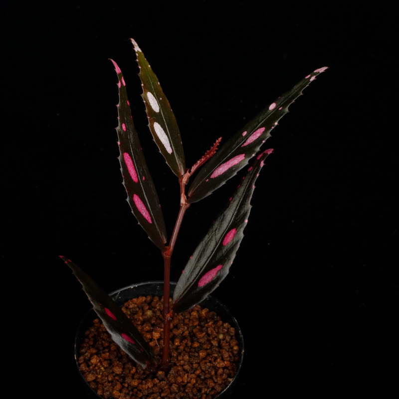 専用！Begonia sp. Julauベゴニア ジュラウ ぼっち 濃色❣️A Begonia sp.