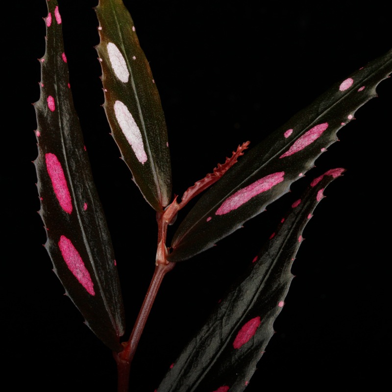 Begonia sp. " Julau "��[ �٥��˥� sp.��" ����饦 " ]��1�ݥåȡ��� �٥��˥��Ȥ��Ƥ���ħŪ����ѡ����顼��̥��Ū�ʼ� ��