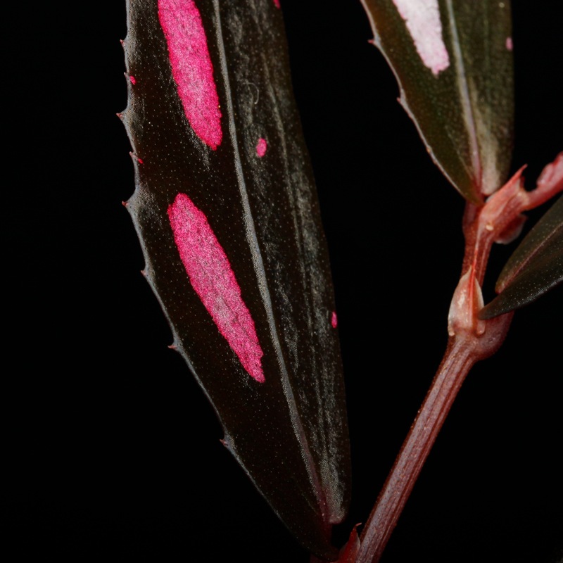 Begonia sp. " Julau "��[ �٥��˥� sp.��" ����饦 " ]��1�ݥåȡ��� �٥��˥��Ȥ��Ƥ���ħŪ����ѡ����顼��̥��Ū�ʼ� ��