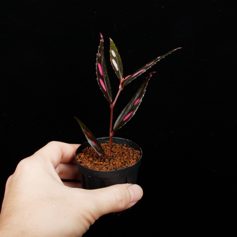 Begonia sp. " Julau "��[ �٥��˥� sp.��" ����饦 " ]��1�ݥåȡ��� �٥��˥��Ȥ��Ƥ���ħŪ����ѡ����顼��̥��Ū�ʼ� ��
