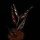 Begonia sp. " Julau "��[ �٥��˥� sp.��" ����饦 " ]��1�ݥåȡ��� �٥��˥��Ȥ��Ƥ���ħŪ����ѡ����顼��̥��Ū�ʼ� ��
