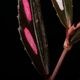 Begonia sp. " Julau "��[ �٥��˥� sp.��" ����饦 " ]��1�ݥåȡ��� �٥��˥��Ȥ��Ƥ���ħŪ����ѡ����顼��̥��Ū�ʼ� ��