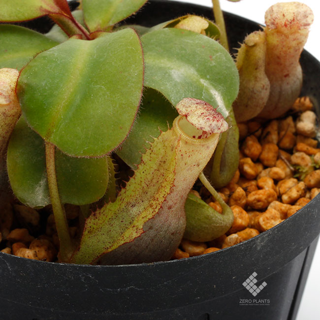 Nepenthes clipeata [ ネペンテス・クリペアタ ] 【 PN181209-09 】