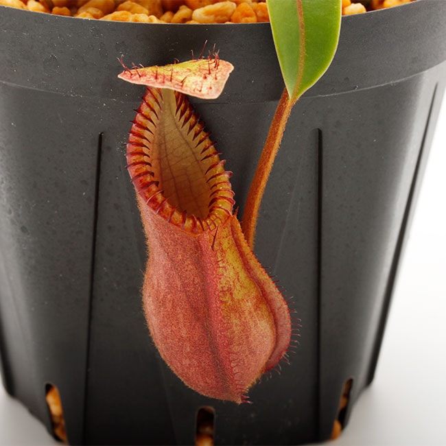 Nepenthes diabolica (=