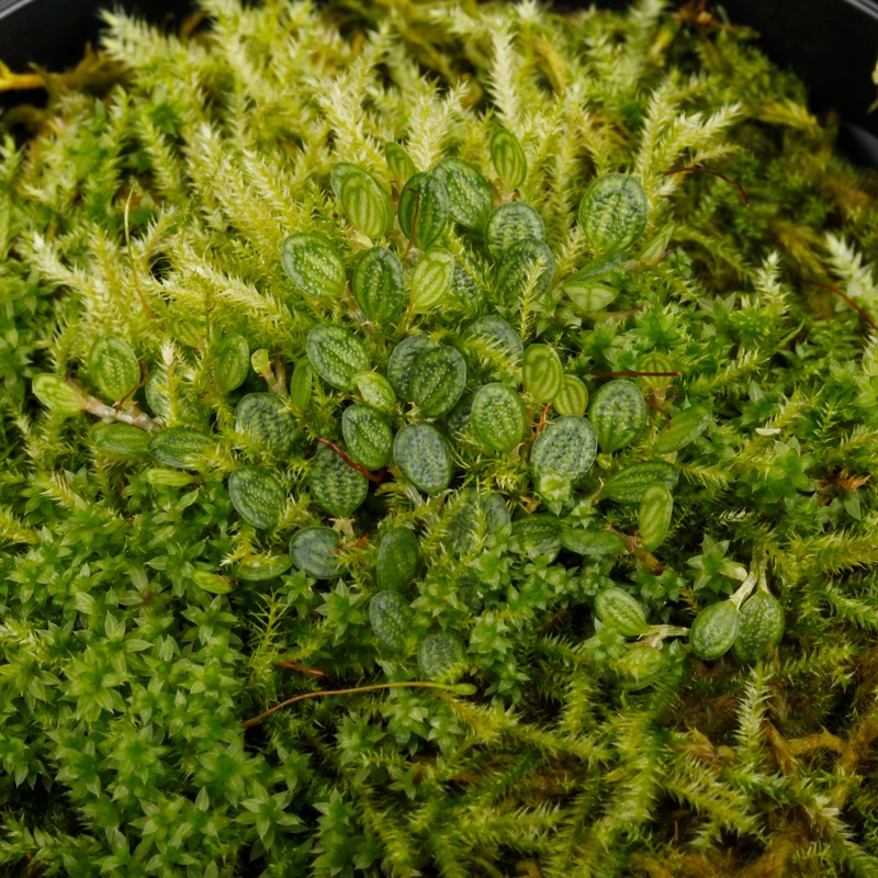 Specklinia dressleri (syn. Pleurothallis dressleri)��[ ���ڥå���˥����ɥ�å���� ]���� PN260728-01 ��