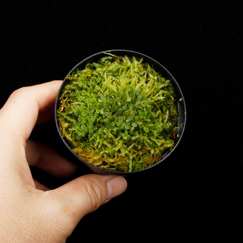 Specklinia dressleri (syn. Pleurothallis dressleri)��[ ���ڥå���˥����ɥ�å���� ]���� PN260728-01 ��