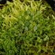 Specklinia dressleri (syn. Pleurothallis dressleri)��[ ���ڥå���˥����ɥ�å���� ]���� PN260728-01 ��