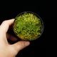 Specklinia dressleri (syn. Pleurothallis dressleri)��[ ���ڥå���˥����ɥ�å���� ]���� PN260728-01 ��