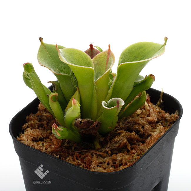 Heliamphora pulchella ( Apacapa Tepui, Venezuela