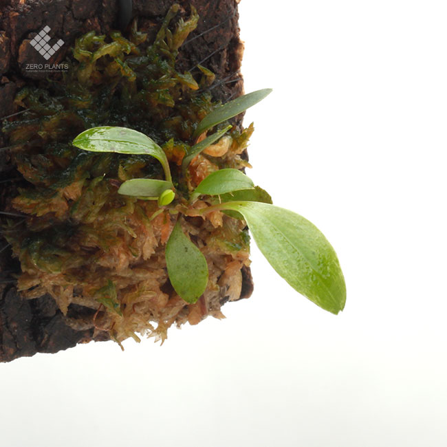 レパンテス テリポゴニフローラ テラプレート付 レパンテス テリポゴニフローラ テラプレート付 レパンテス テリポゴニ