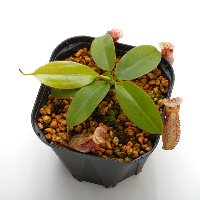 Nepenthes rajah x burbidgeae��( N. x ' alisputrana ' ) [ �ͥڥ�ƥ����饸�� x �С��ӥå����� (N. ���ꥵ�ץȥ�� ) ]���� Borneo Exotics / BE-3865 �ۡ� PN200205-02 ��