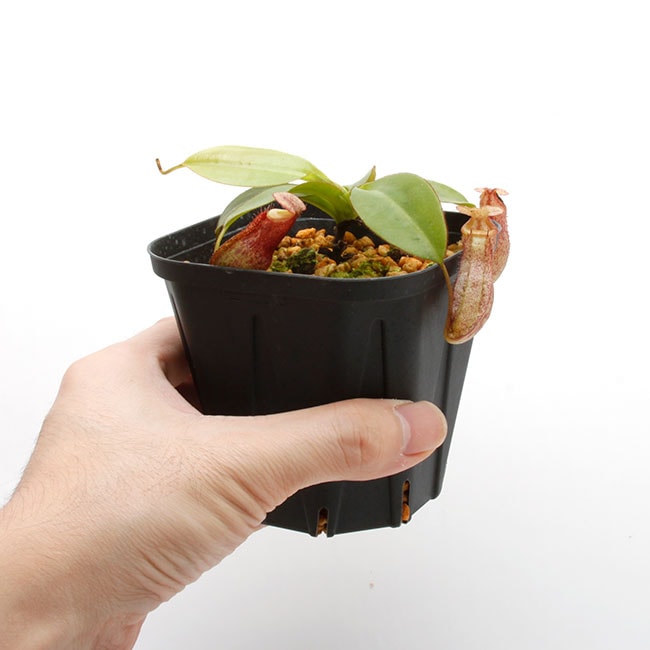 Nepenthes rajah x burbidgeae��( N. x ' alisputrana ' ) [ �ͥڥ�ƥ����饸�� x �С��ӥå����� (N. ���ꥵ�ץȥ�� ) ]���� Borneo Exotics / BE-3865 �ۡ� PN200205-02 ��