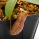 Nepenthes rajah x burbidgeae��( N. x ' alisputrana ' ) [ �ͥڥ�ƥ����饸�� x �С��ӥå����� (N. ���ꥵ�ץȥ�� ) ]���� Borneo Exotics / BE-3865 �ۡ� PN200205-02 ��